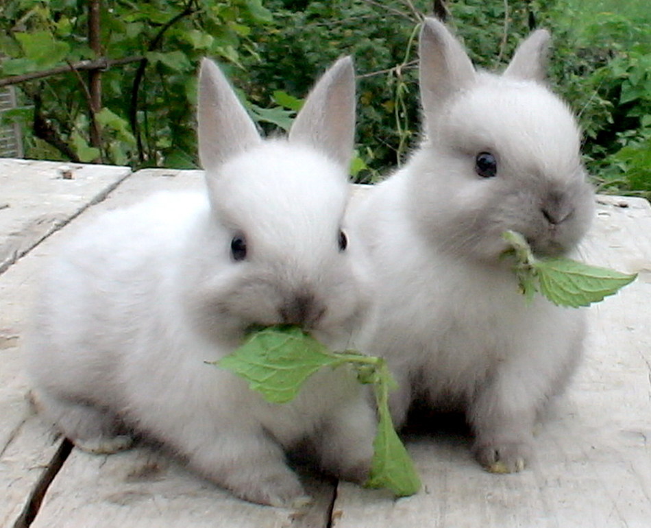 На скільки разів кролик годується в день?