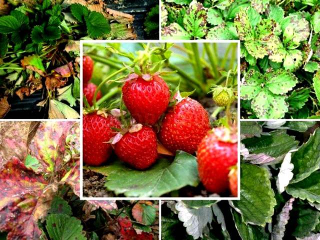 Хвороби полуниці і садової суниці, опис захворювань, як відображаються хвороби полуниці на листках, ягодах, лікування хімічними препаратами і народними засобами