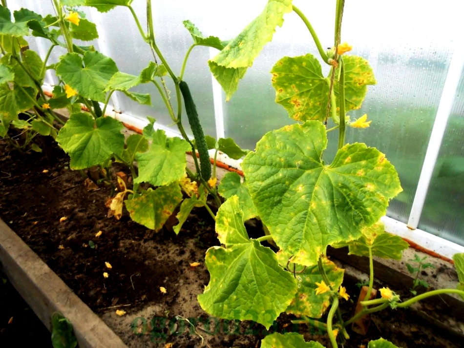 Наслідки невідкритої теплиці для вирощування огірків
