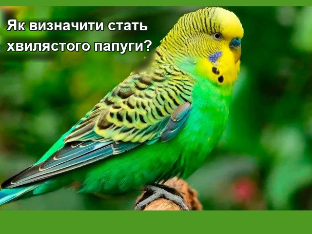 Як відрізнити хвилястого папугу хлопчика від дівчинки: зовнішня відмінність, ознаки поведінки самці, самки, восковиця, фото
