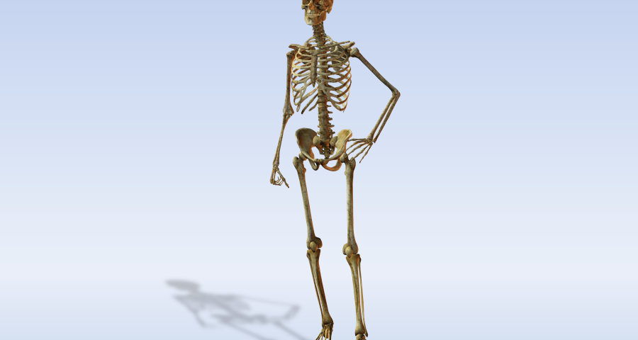 Все про скелеті людини. Скелет людини: будова з назвою кісток, функції, анатомія, фото спереду, збоку, ззаду, частини, кількість, склад, вага кісток, схема, опис. Скелет тулуба, верхніх і нижніх кінцівок, голови людини з описом