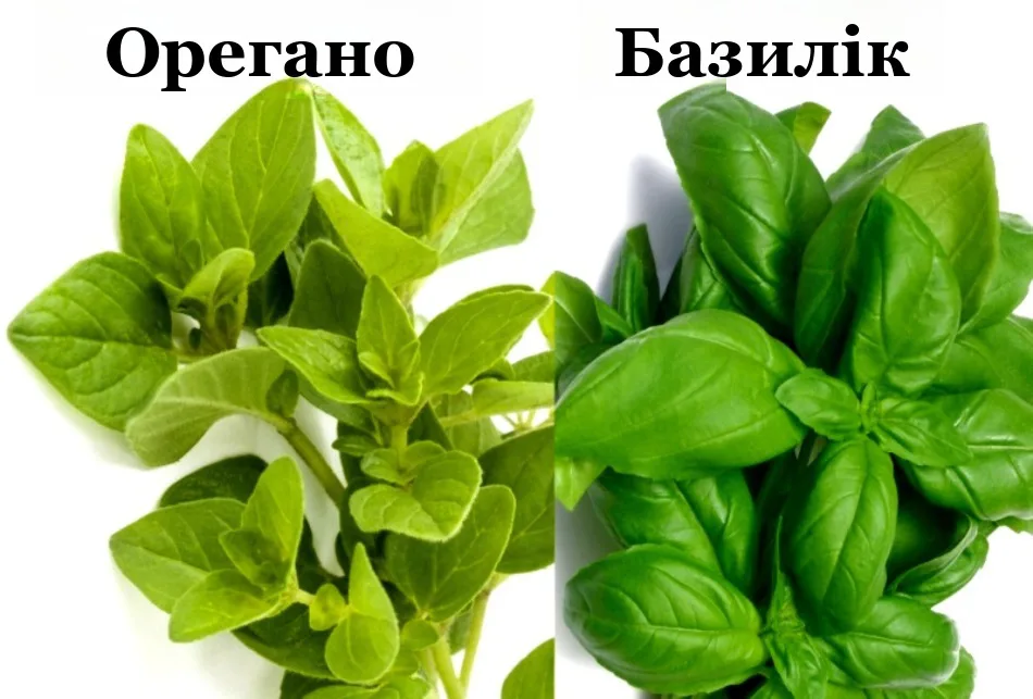 Орегано та базилік